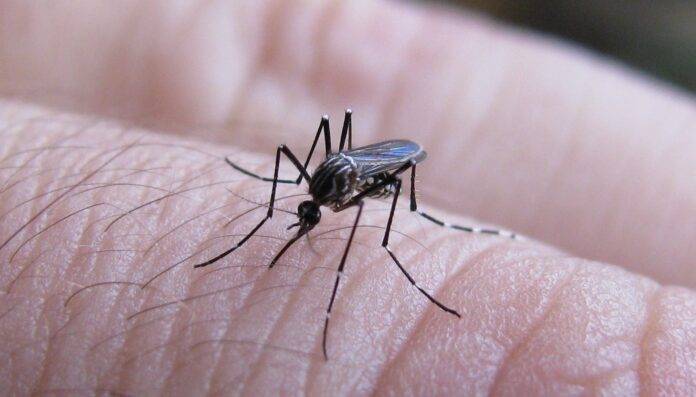 Con la primavera, advierten por el avance del dengue y llaman a reforzar la prevención
