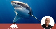 Balancing shark protection and public safety after Sydney death
