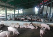 Incrementan la producción porcina en el estado Apure