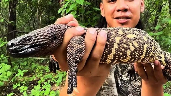 Lagarto Escorpión o Enchaquirado, reptil venenoso que habita en Sonora