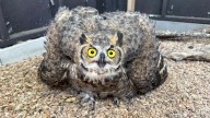 Quite a hoot: Leander PD rescues owl trapped in soccer net