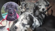 Heartbreak in Albany County: Dog Family Found Tied and Left Behind