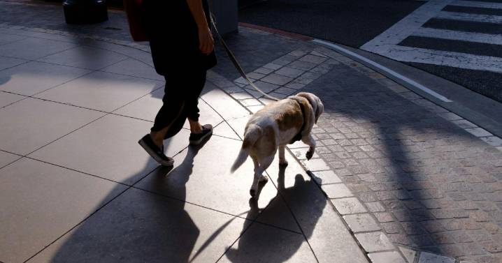 Un fallo pionero declara violencia vicaria matar a un perro para hacer sufrir a la pareja