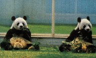 CDMX conmemora 50 años de presencia de pandas gigantes en Chapultepec