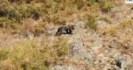 Castilla y León convierte al osezno 'Barniedo' en símbolo de resistencia ante los incendios forestales