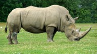 Día Mundial del Rinoceronte 2025: una llamada urgente para proteger a una especie milenaria