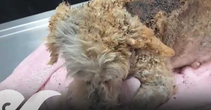 Mueren tres de los cinco cachorros de “Cereza”, perrita herida en explosión de Iztapalapa