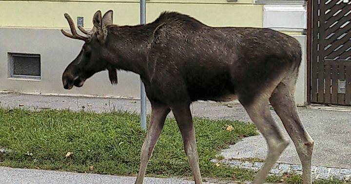 The adventures of Emil the moose keep a corner of Austria on its toes |
