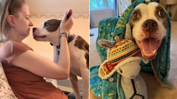Georgia Senior Dog Waiting For A Home Is Ghosted By Adopter For The Saddest Reason