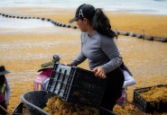 Caribe mexicano, con 30 zonas con sargazo excesivo