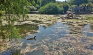 Dos gansos aparecen muertos en el Parque de Los Príncipes