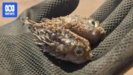 Big red-bell jellyfish bloom and mass puffer fish deaths put Pilbara coast on alert