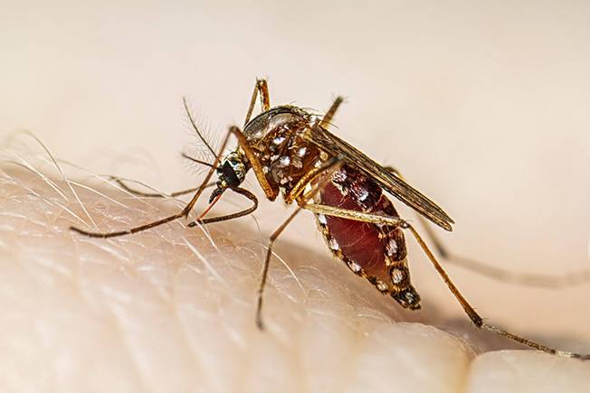 Suman 108 casos de dengue en el estado