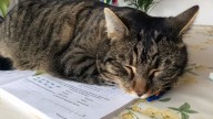 ¿Por qué tu gato siempre se acuesta sobre tus cosas? La explicación