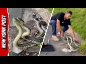 Python Fight! Snake Catcher Breaks Up Scuffling Pythons