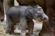 Columbus Zoo's baby elephant has a name