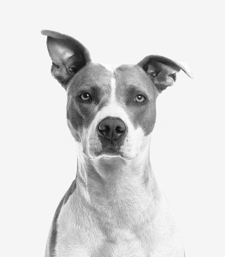 What Dogs Teach Us About Emotional Entanglements