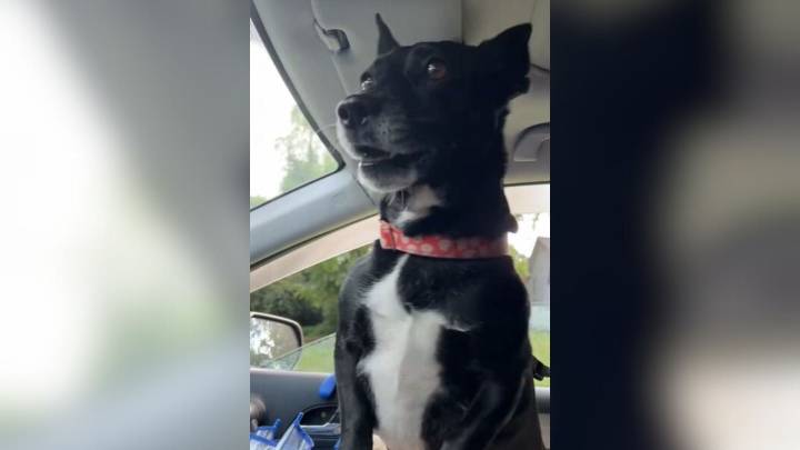 Tennessee Rescue Dog Lights Up With Joy Every Time She Comes Home