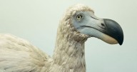 Dodo breakthrough as scientists use pigeon DNA to bring extinct bird back from dead