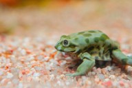 Poema del Mar da la bienvenida a una especie única, la emblemática y enigmática rana del Titicaca