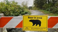 Crash in Port Coquitlam kills bear