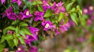 Aporta más de 10 beneficios: por qué recomiendan consumir la planta Bugambilia o Santa Rita