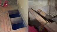 Missouri Rescuer Falls Through Rotting Stairs To Save Starving Mom Dog And Her Puppies