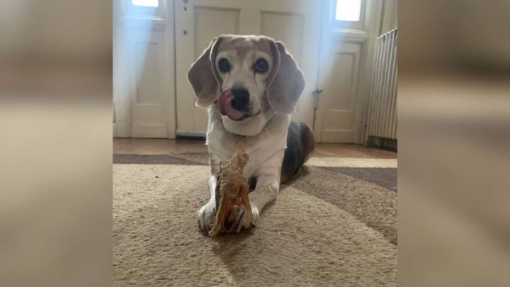 Alabama Woman's Heartwarming Dog Adoption Takes A Surprising Turn At The Vet