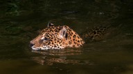 El majestuoso felino americano despliega una habilidad asombrosa que deja sin aliento