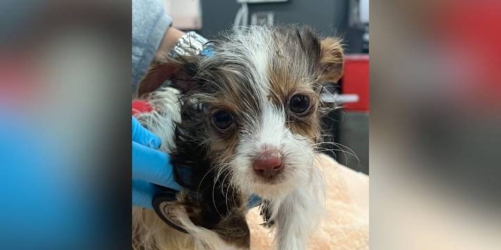 Puppy dies after being abandoned in dumpster