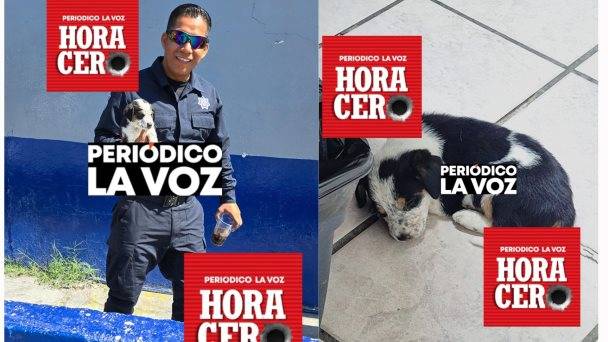 Policías de Monclova rescatan a cachorro en peligro en vialidad