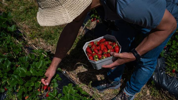 Aplica este simple hábito en tu jardín en septiembre y en 2026 tendrás cubos inmensos de fresas jugosas