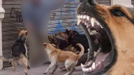 Abuelita iba a Walmart y manada de perros la atacan hasta matarla