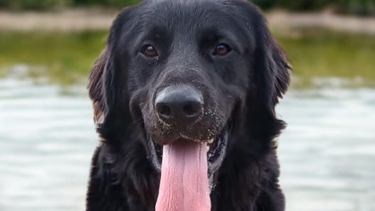 Siskiyou Humane Society hosts garden party and silent…