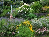Native plants surge as gardeners try to save bees, butterflies
