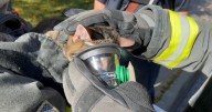 Colorado firefighters rescue 2 cats from garage fire in unincorporated Jefferson County