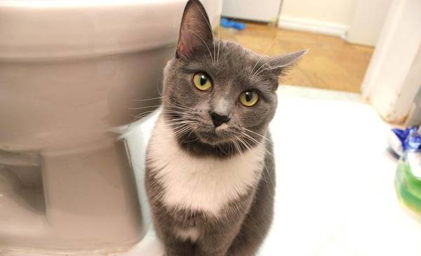 Por qué tu gato te sigue al baño: el misterio detrás de esta conducta