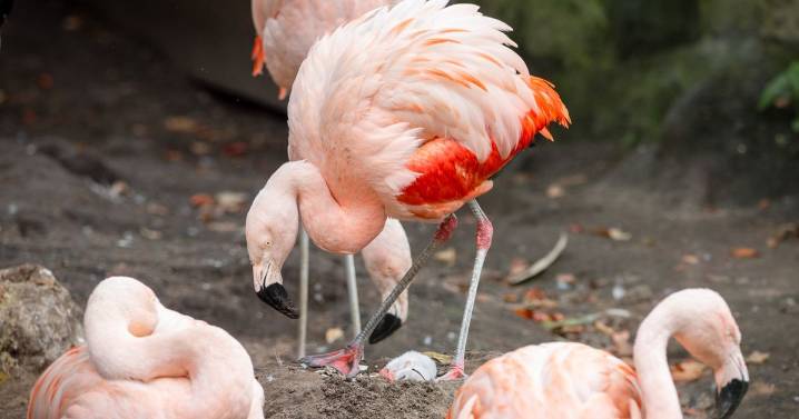Edinburgh Zoo welcomes baby flamingo for first time in almost a decade