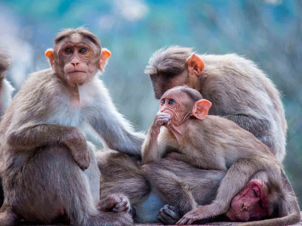 Monos secuestran a bebé en India y lo arrojan a un bidón de agua
