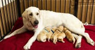 Dog delivers 14 puppies while owner was on vacation