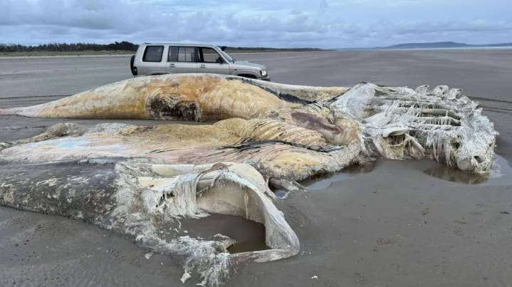 Aterrador descubrimiento en Gran Bretaña: las fotos de la misteriosa criatura que apareció en una playa