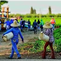 1.2 million immigrants gone from US labor force