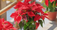 Las plantas ideales para tu casa según tu fecha de nacimiento, el Feng Shui y la astrología