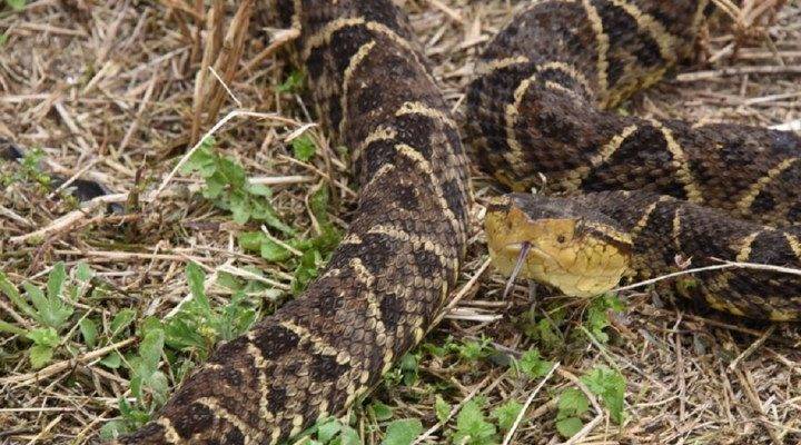 Vidas en peligro en Delta Amacuro por falta de antídotos