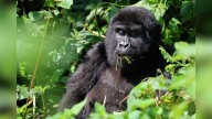 Facts To Know About The Great Apes On World Gorilla Day Today Viral News