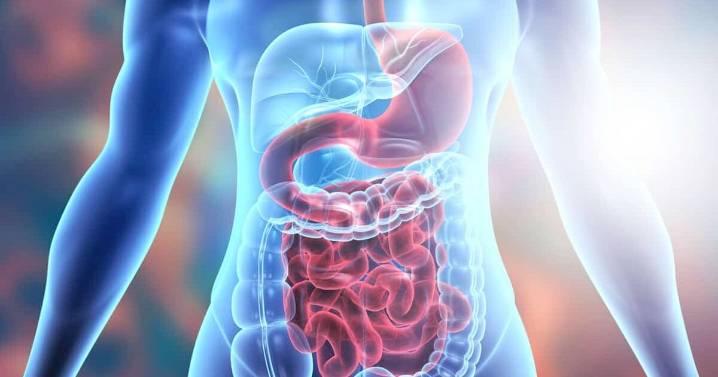 Paneer, Nuts, Fruits or Grains — Which Food Takes the Longest to Digest?