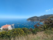 Swimmer bit by a shark during Catalina Channel swim
