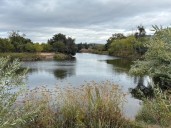 Rare sighting of harbor porpoise recorded in Napa River, experts urge distance