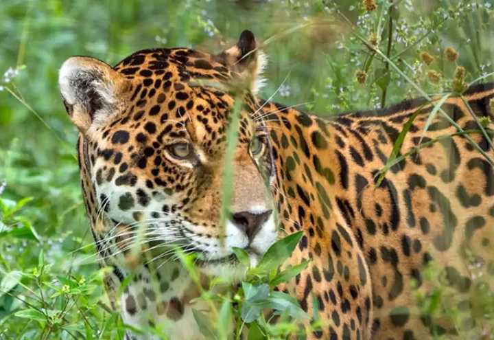 Corrientes lidera en yaguaretés libres y posiciona al Iberá como destino de naturaleza