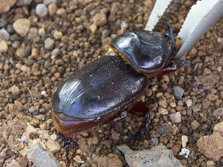 Poor Protection Of Molokaʻi From Invasive Beetles Called An Emergency